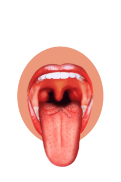 Pin Tongue Clipart Sensory Organ #14 - Sense Organs, Transparent background PNG HD thumbnail