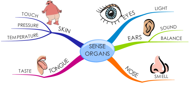 Sense Organs - Sense Organs, Transparent background PNG HD thumbnail