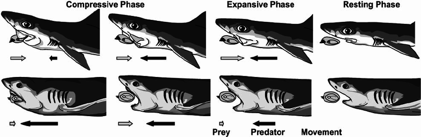 Feeding Sequence In Sharks. Suction Bite (Above) And Bite Feeding ( - Shark Bite Mark, Transparent background PNG HD thumbnail
