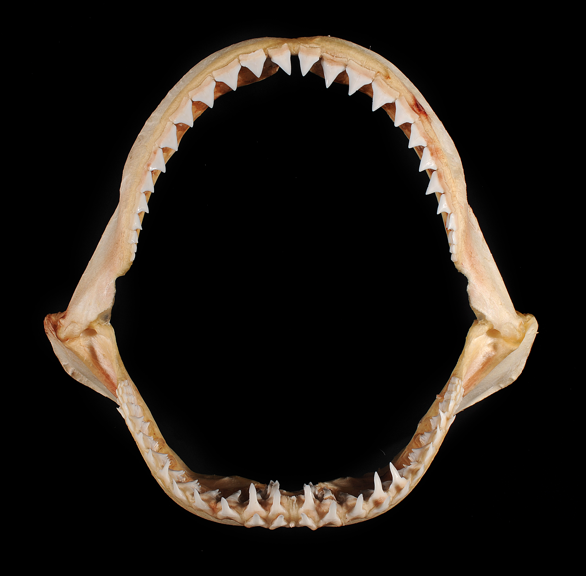 Shark Jaws Shark silhouette
