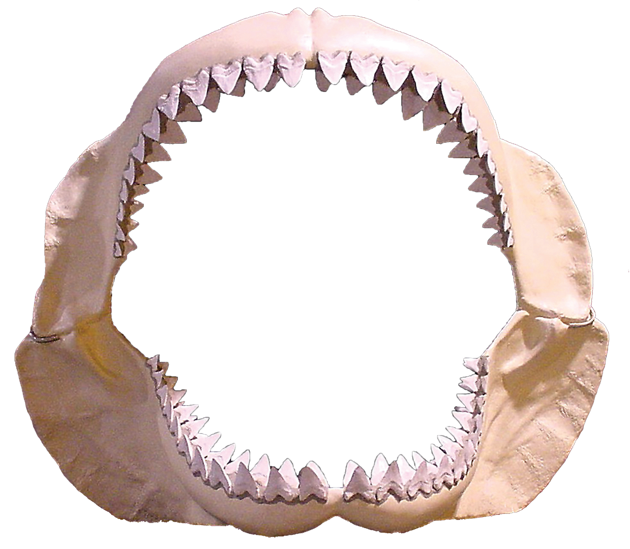 Shark Jaws Embroidered Cap