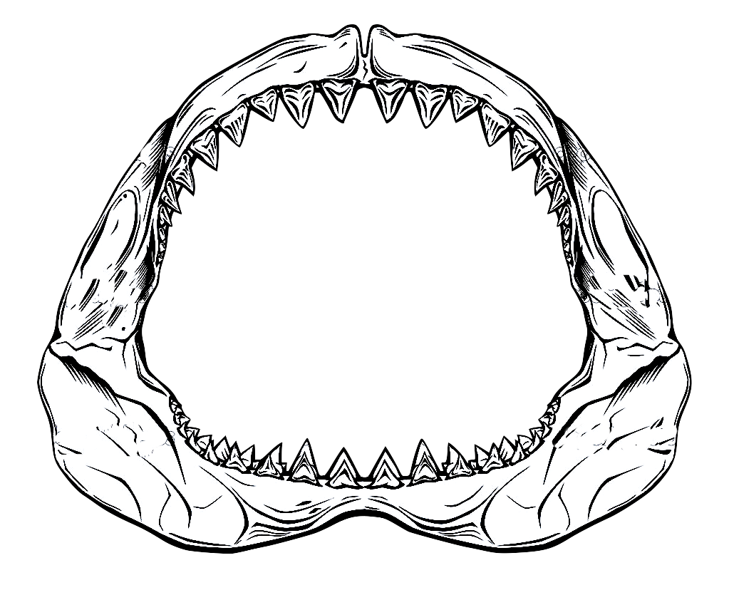 Great White Shark Jaws