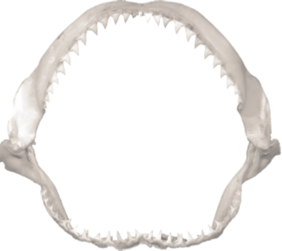 Shark Jaws Shark Silhouette - Shark Jaws, Transparent background PNG HD thumbnail