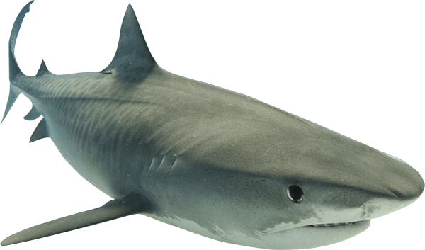Animal Shark Png Clipart Image #42750 - Shark, Transparent background PNG HD thumbnail