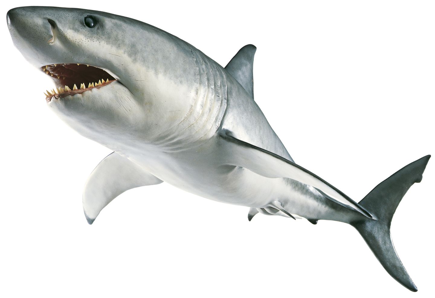 Shark - Shark, Transparent background PNG HD thumbnail