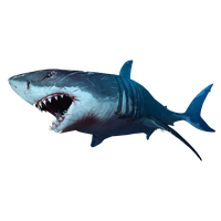 Shark Picture Png Image - Shark, Transparent background PNG HD thumbnail