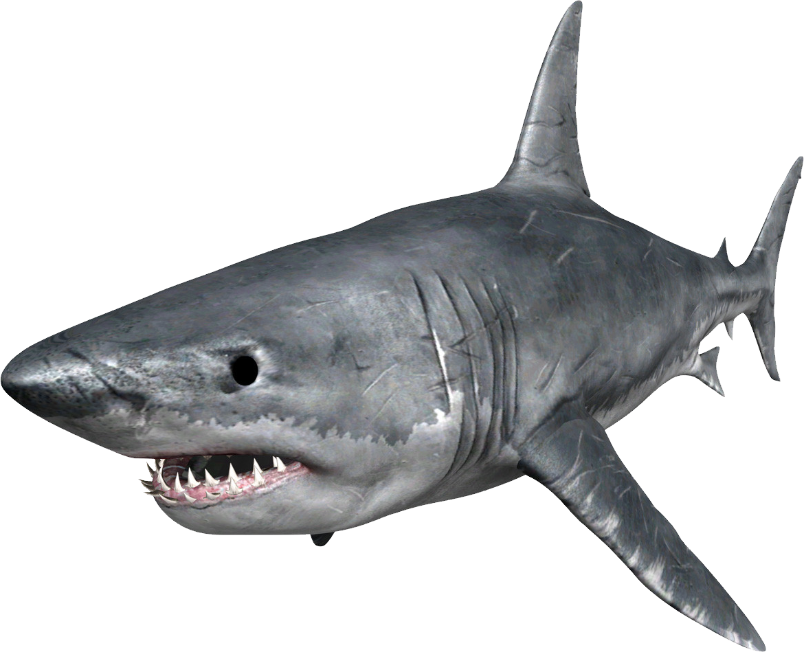 Shark Png - Shark, Transparent background PNG HD thumbnail