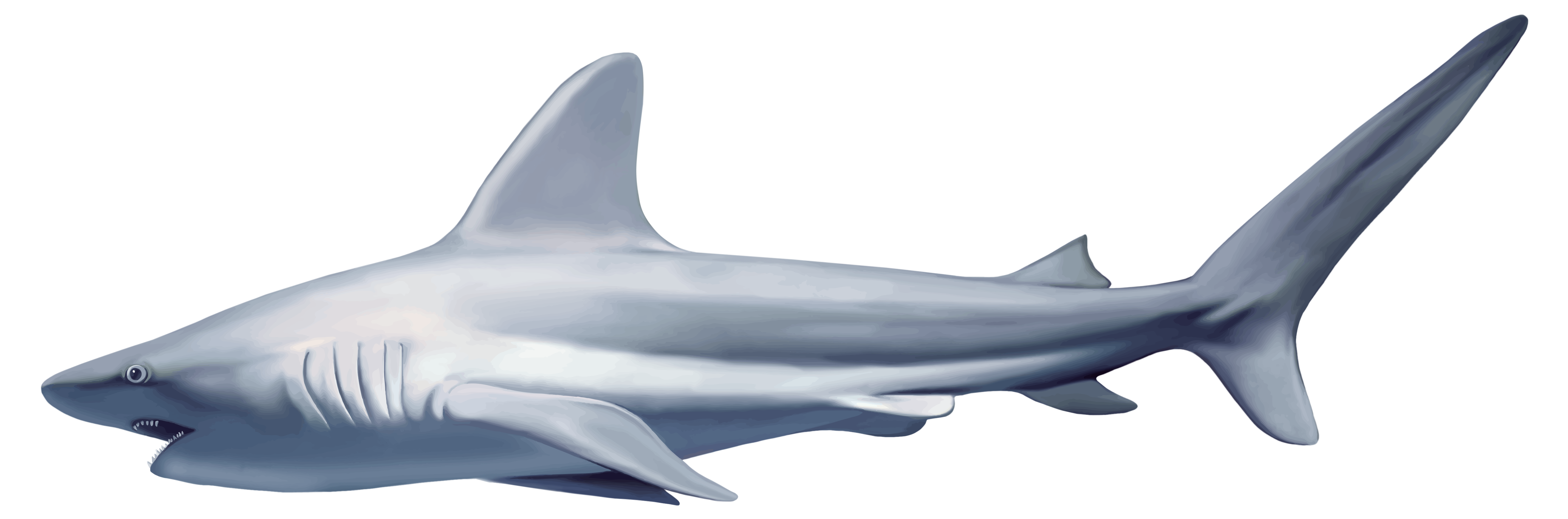 Shark Png - Shark, Transparent background PNG HD thumbnail