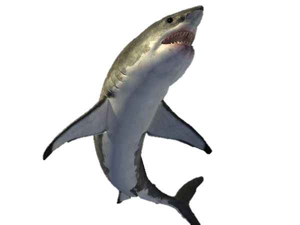 Shark Png Picture Png Image - Shark, Transparent background PNG HD thumbnail