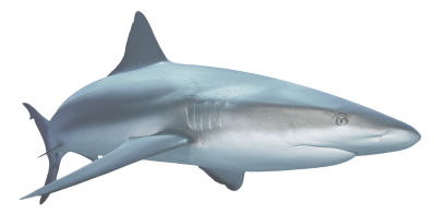 Shark · Shark Png - Shark, Transparent background PNG HD thumbnail