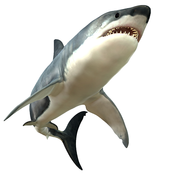 Sharks Are Carnivores . Hdpng.com Pic Source - Shark, Transparent background PNG HD thumbnail