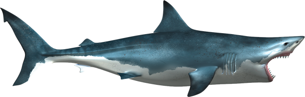 White Shark Png Image #42756 - Shark, Transparent background PNG HD thumbnail
