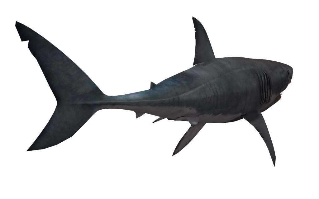 Wolverine041269 34 6 Great White Shark 03 By Wolverine041269 - Shark, Transparent background PNG HD thumbnail