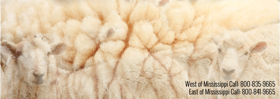 American Sheep Industry - Sheep And Wool, Transparent background PNG HD thumbnail