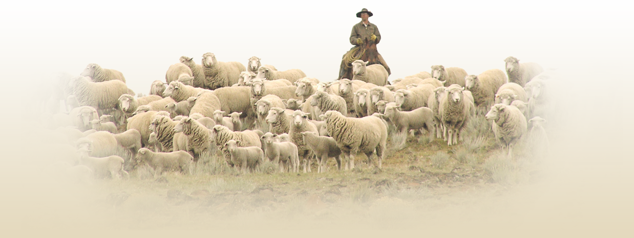 As A Spinoff Of The Historic Imperial Stock Ranch, Imperial Yarn Was Born, And Began A Journey Which Culminated In Five Market Channels And The Olympic Hdpng.com  - Sheep And Wool, Transparent background PNG HD thumbnail