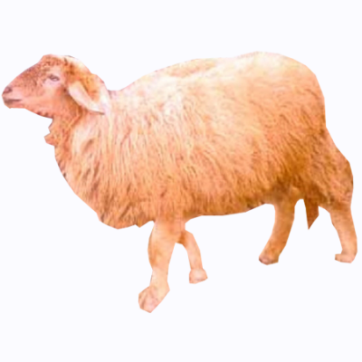 Livestock. Munjal Sheep Punjab - Sheep And Wool, Transparent background PNG HD thumbnail