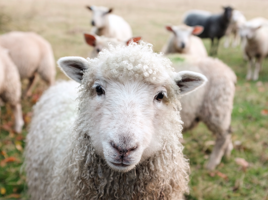 Our 100% Sheep Wool Insulation Is Totally Natural. Other Options, Although Cheaper, Can Be Less Effective Because Plastic Binders Are Melted Into The Wool. - Sheep And Wool, Transparent background PNG HD thumbnail