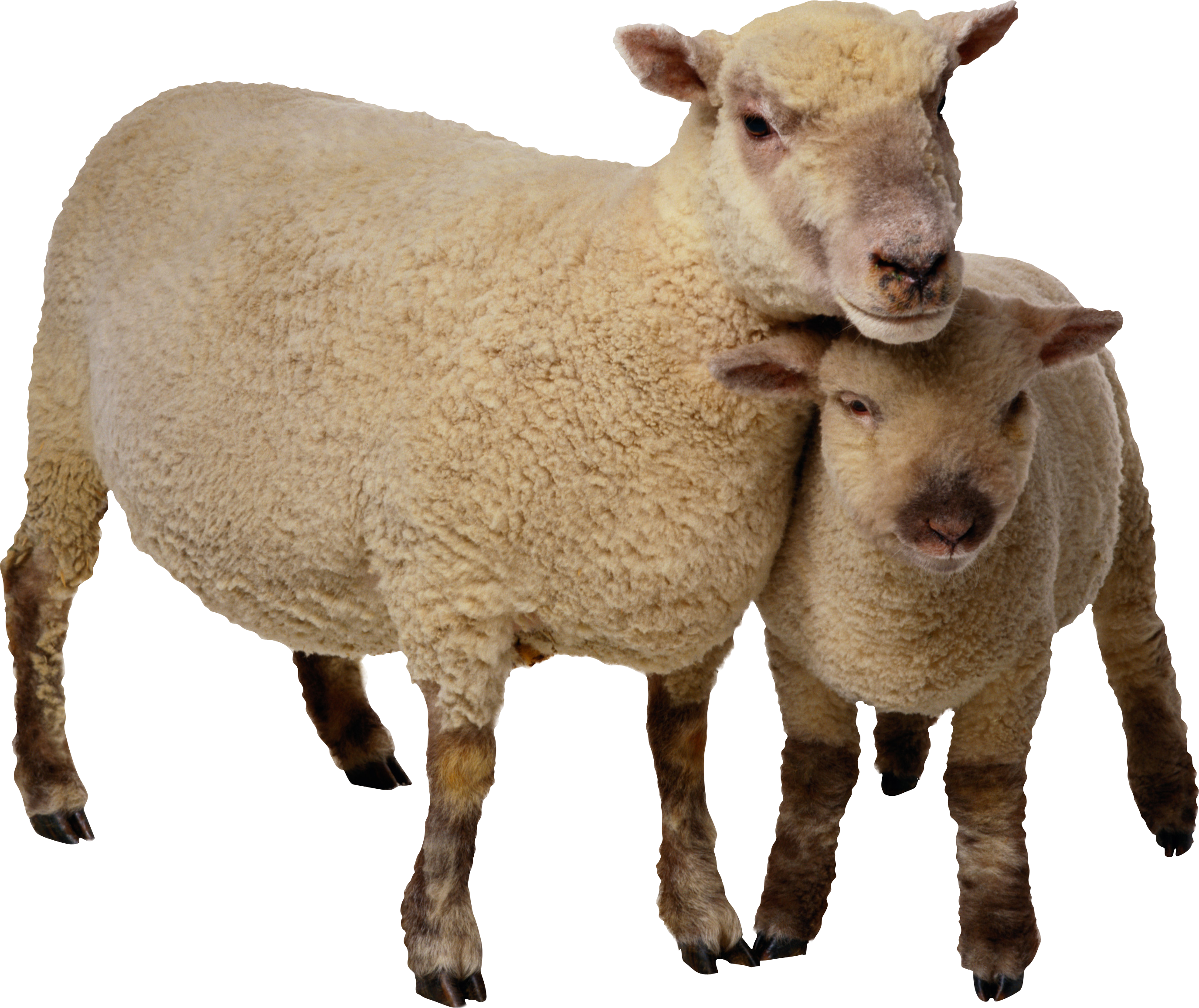 Sheep Png Image - Sheep And Wool, Transparent background PNG HD thumbnail