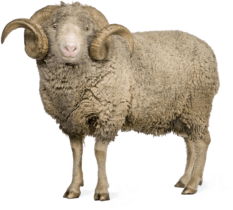 What The Wool? - Sheep And Wool, Transparent background PNG HD thumbnail