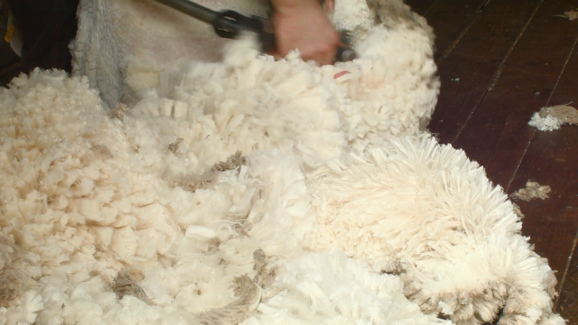 Wool Fleece As It Is Being Shorn Off A Sheep Stock Video Footage   Videoblocks - Sheep And Wool, Transparent background PNG HD thumbnail
