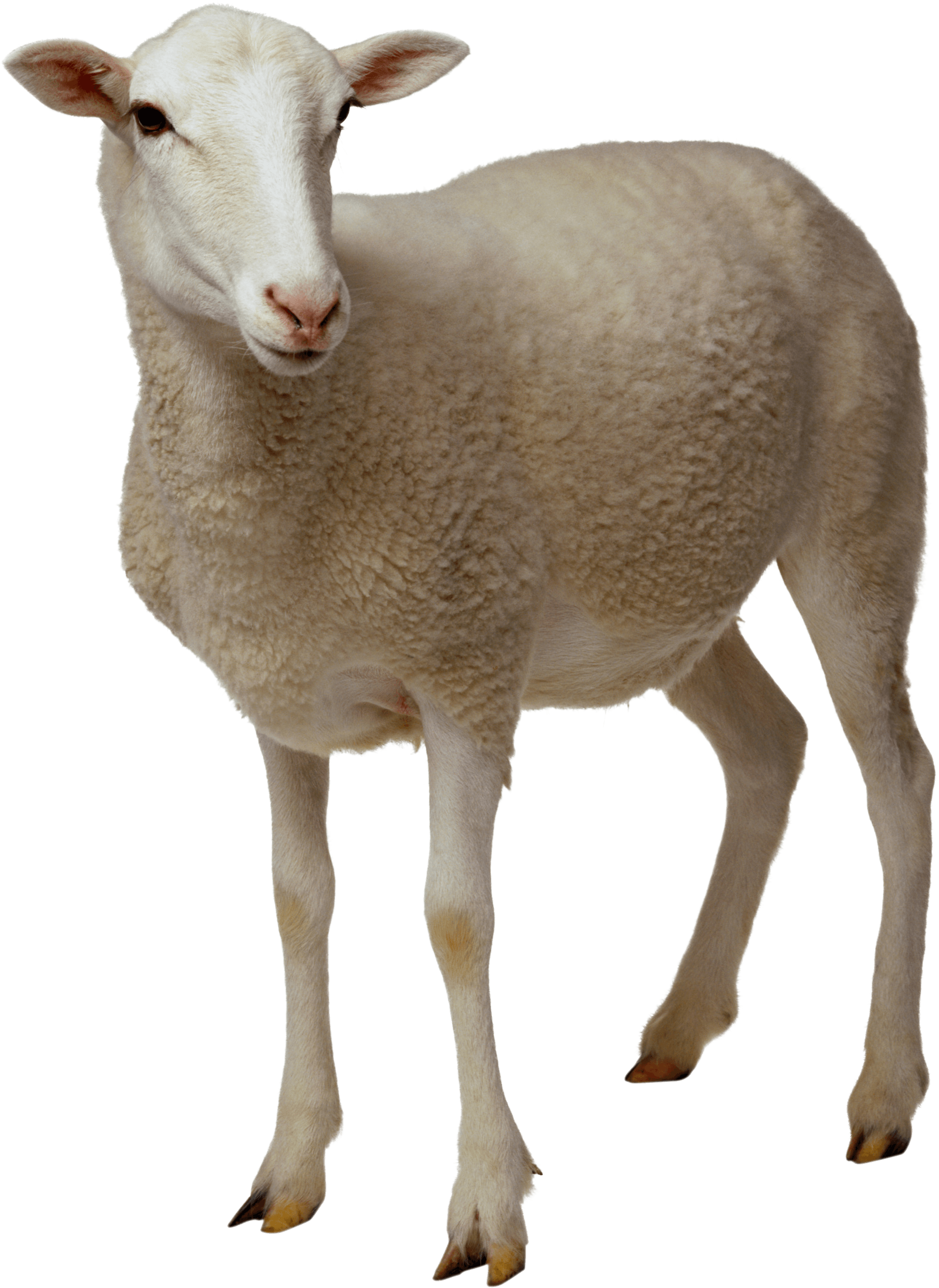 Animals · Sheep - Sheep, Transparent background PNG HD thumbnail