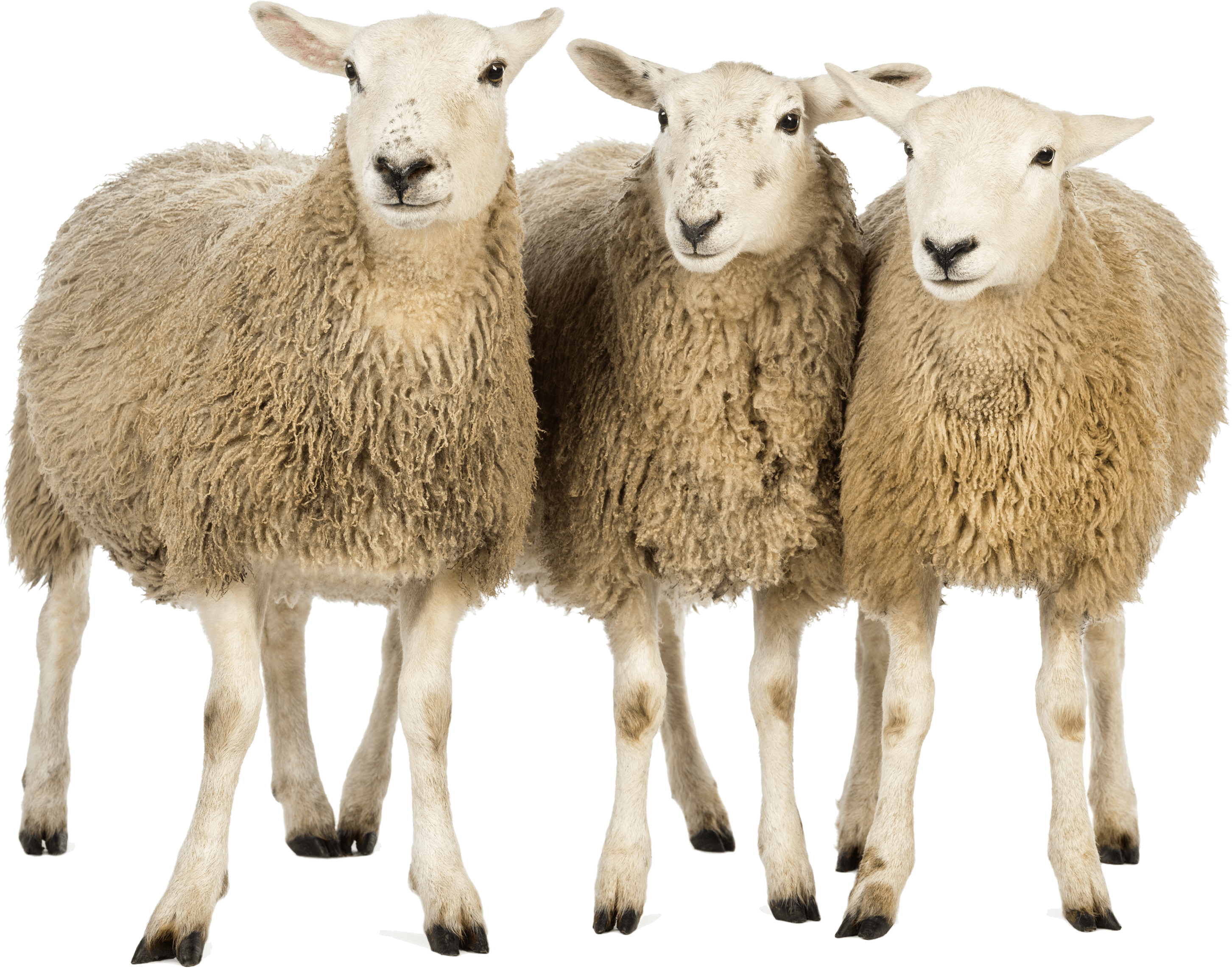 Animals · Sheep - Sheep, Transparent background PNG HD thumbnail