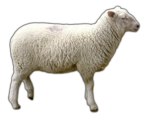 Sheep - Sheep, Transparent background PNG HD thumbnail