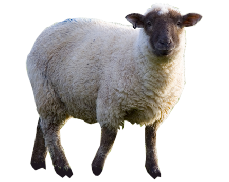 Sheep Picture Png Image - Sheep, Transparent background PNG HD thumbnail