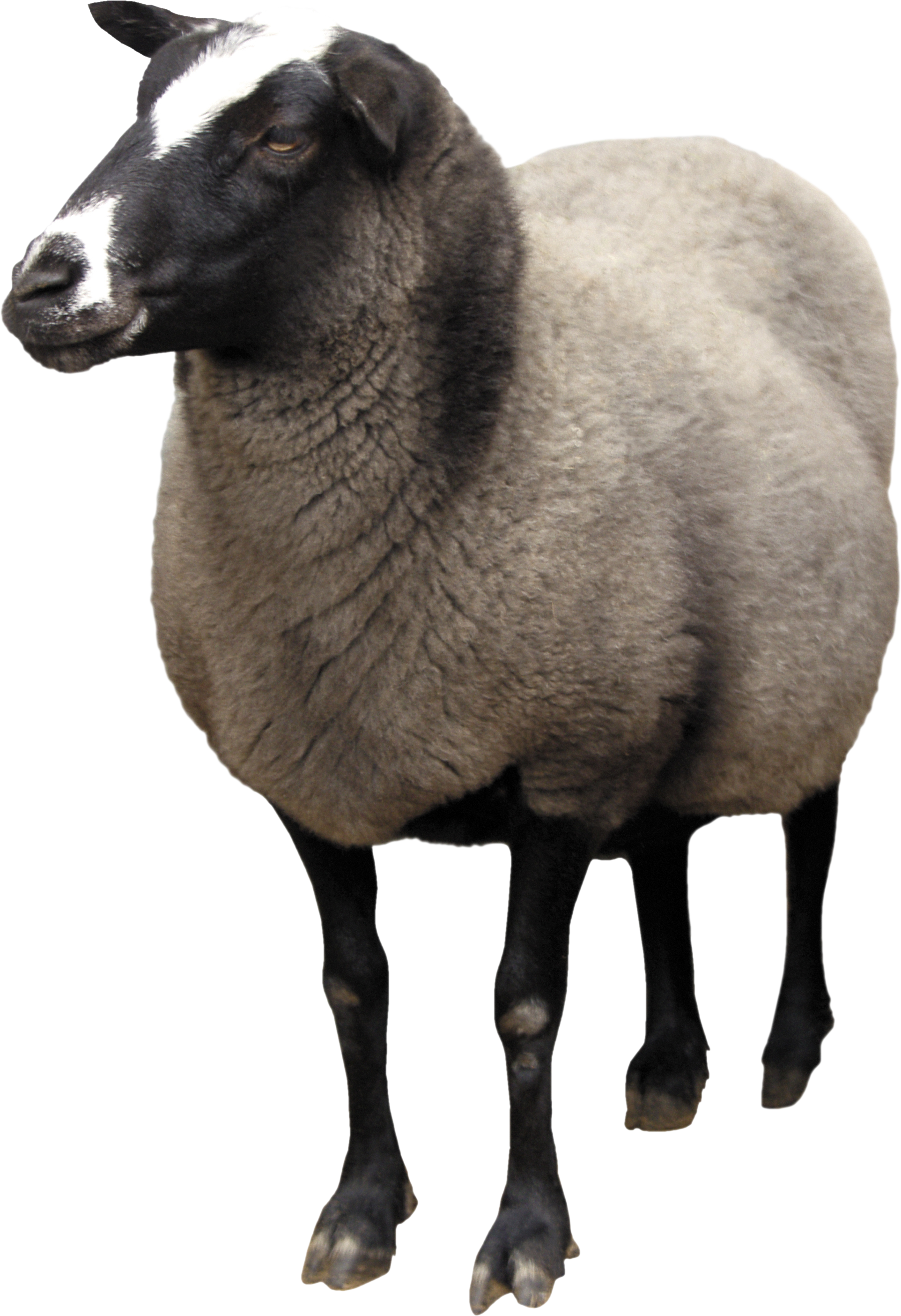 Sheep Png Image - Sheep, Transparent background PNG HD thumbnail