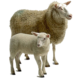 Sheep Png Image #23171 - Sheep, Transparent background PNG HD thumbnail