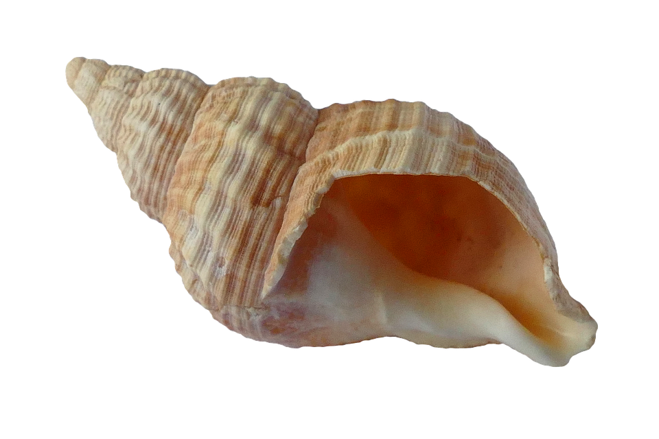 Seashells Vector, Shell, Hd, 