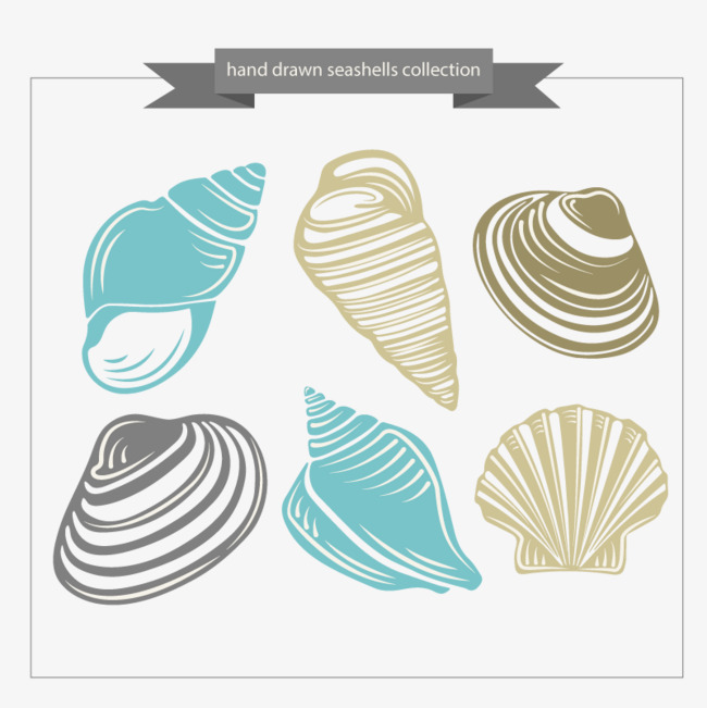 Seashells Vector, Shell, Hd, Vector Material Free Png And Vector - Shell, Transparent background PNG HD thumbnail