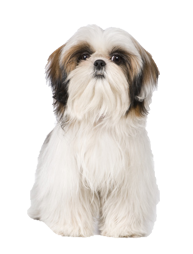 Shih Tzu   Beds, Collars And Accessories - Shih Tzu, Transparent background PNG HD thumbnail