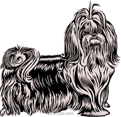 Shih Tzu Dog Royalty Free Vector Clip Art Illustration - Shih Tzu, Transparent background PNG HD thumbnail