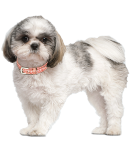 What Do You Need To Know Before You Adopt A Shih Tzu? We Asked The Experts! - Shih Tzu, Transparent background PNG HD thumbnail