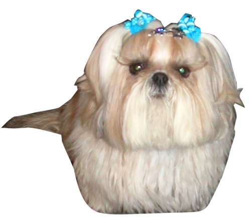 Why Choose A White Shih Tzu To Be The Star Of Your Ecard? - Shih Tzu, Transparent background PNG HD thumbnail