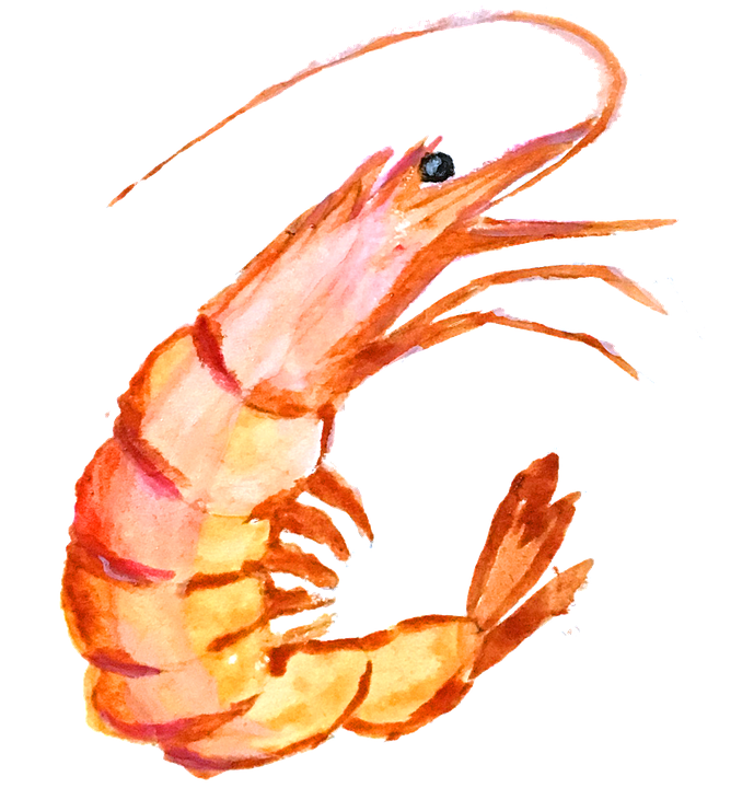 Hand Painting Paint A Picture Shrimp Shrimp Picture - Shrimp, Transparent background PNG HD thumbnail