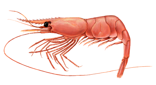 Shrimp/prawn - Shrimp, Transparent background PNG HD thumbnail