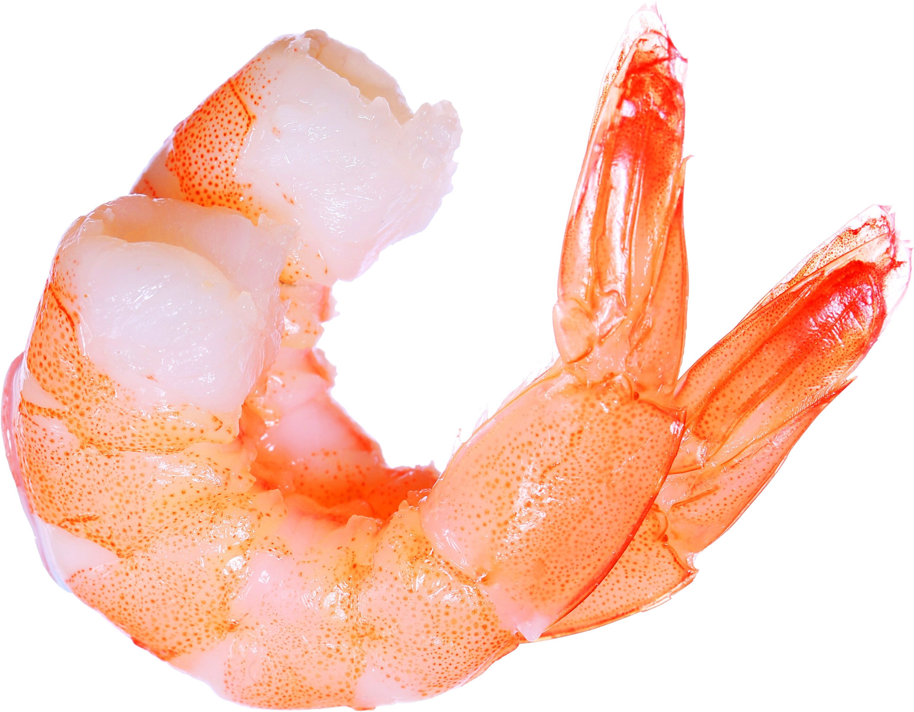 Shrimps Png - Shrimp, Transparent background PNG HD thumbnail