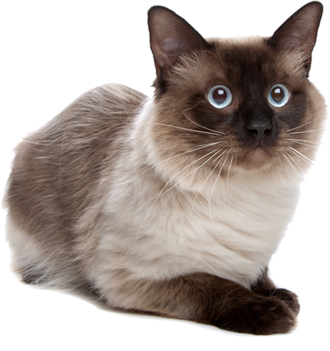 Cat7 Rescue Siamese Hdpng.com  - Siamese, Transparent background PNG HD thumbnail