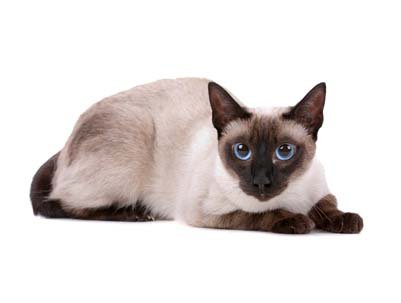 Cats Breeds - Siamese, Transparent background PNG HD thumbnail