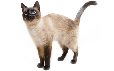 Do You Put Much Thought Into Naming Your Cat? What If You Have A Siamese Cat, Which Has A Very Distinct Look And A Very Intelligent Appearance? - Siamese, Transparent background PNG HD thumbnail