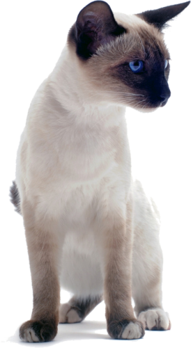 Drop A Message - Siamese, Transparent background PNG HD thumbnail