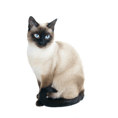 Image of a Siamese cat, Siamese PNG - Free PNG