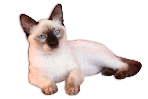 New! 2018 Calendar Available - Siamese, Transparent background PNG HD thumbnail