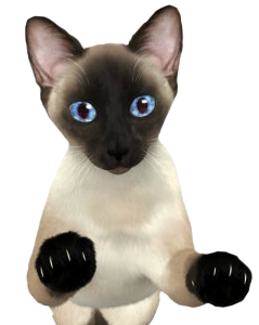 Right Click On The Picture, Select U201Csave Asu201D And Upload It In Your Favorite Graphic Editor. All Pictures Have A Transparent Background. Can Be Used Anywhere - Siamese, Transparent background PNG HD thumbnail
