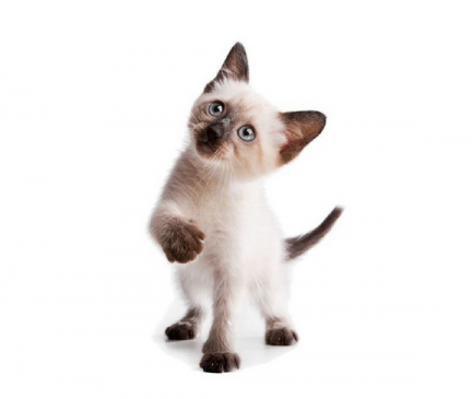 Siamese Kitten Cat