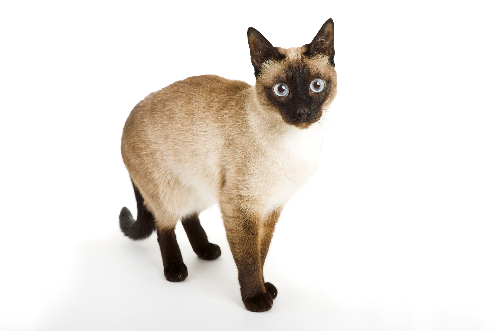 Siamese Cat - Siamese, Transparent background PNG HD thumbnail
