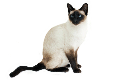 Siamese Cat Legends: Home For Souls - Siamese, Transparent background PNG HD thumbnail