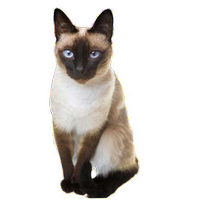Tummy Siamese cat Free PNG